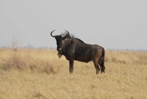 4 dagers tur til Victoriafallene og heldagssafari i Chobe