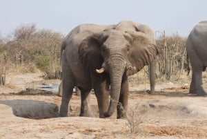 4 dagers tur til Victoriafallene og heldagssafari i Chobe