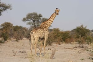 4 dagers tur til Victoriafallene og heldagssafari i Chobe