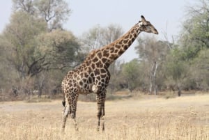 4 dagers tur til Victoriafallene og heldagssafari i Chobe