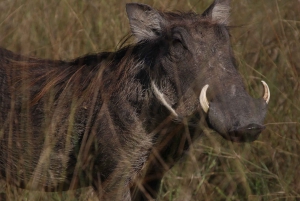 Tour de 4 días a las Cataratas Victoria y safari de día completo en Chobe