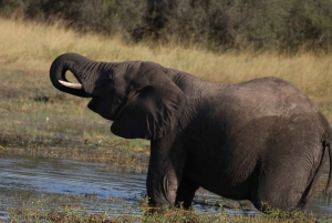 Tour de 4 días a las Cataratas Victoria y safari de día completo en Chobe