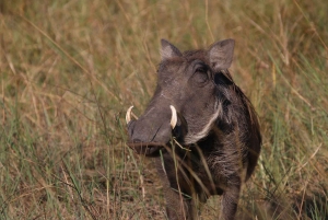 Tour de 4 días a las Cataratas Victoria y safari de día completo en Chobe
