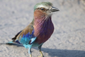Tour de 4 días a las Cataratas Victoria y safari de día completo en Chobe