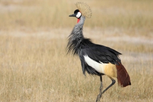 Tour de 4 días a las Cataratas Victoria y safari de día completo en Chobe