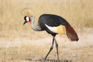 Tour de 4 días a las Cataratas Victoria y safari de día completo en Chobe