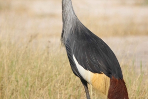 Tour de 4 días a las Cataratas Victoria y safari de día completo en Chobe