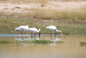 Tour de 4 días a las Cataratas Victoria y safari de día completo en Chobe