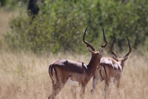 Tour de 4 días a las Cataratas Victoria y safari de día completo en Chobe
