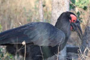 Tour de 4 días a las Cataratas Victoria y safari de día completo en Chobe