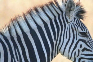 Tour de 4 días a las Cataratas Victoria y safari de día completo en Chobe