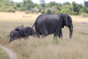 Tour de 4 días a las Cataratas Victoria y safari de día completo en Chobe