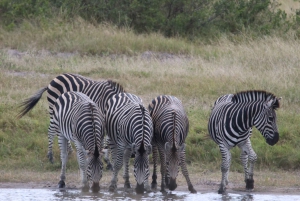 Tour de 4 días a las Cataratas Victoria y safari de día completo en Chobe