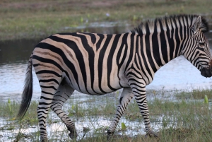 Tour de 4 días a las Cataratas Victoria y safari de día completo en Chobe