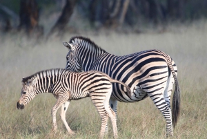 Tour de 4 días a las Cataratas Victoria y safari de día completo en Chobe