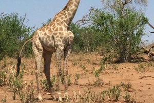 Tour de 4 días a las Cataratas Victoria y safari de día completo en Chobe