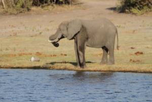 Tour de 4 días a las Cataratas Victoria y safari de día completo en Chobe