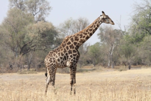 Tour de 4 días a las Cataratas Victoria y safari de día completo en Chobe