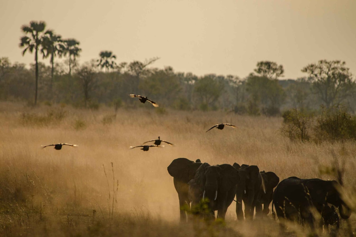 5 días para explorar Zimbabue, Zambia y Botsuana