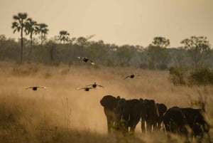 5 días para explorar Zimbabue, Zambia y Botsuana