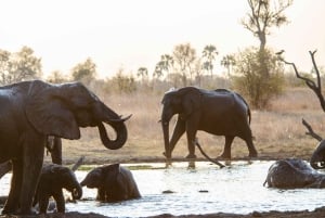 Femdagers pakke med fire land – Zimbabwe, Zambia, Botswana og Namibia