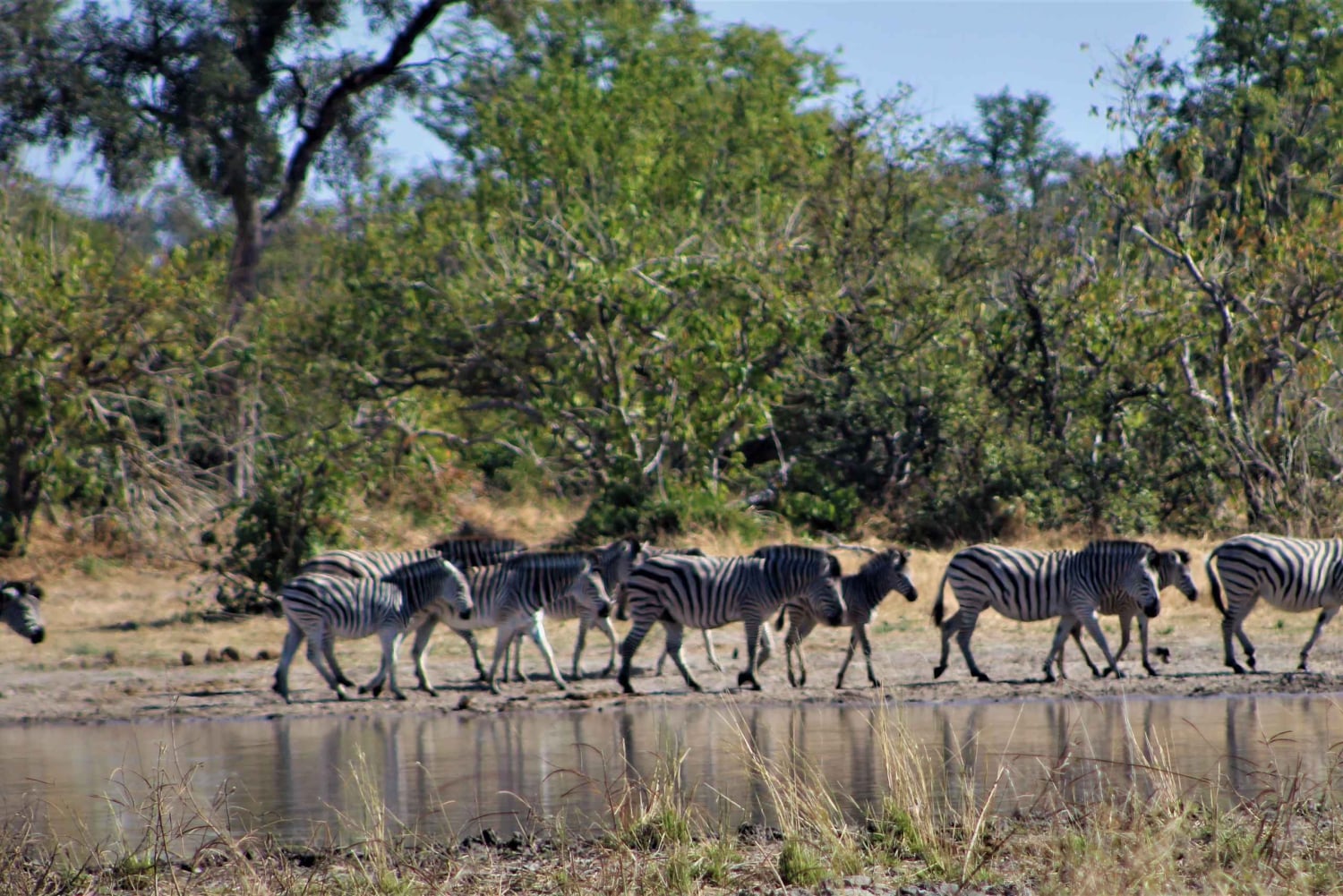 Tour safari classico Livingstone di 7 giorni: Khwai, Savuti e Chobe