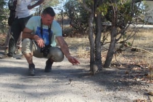 7-dagars klassisk safari i Livingstone: Khwai, Savuti och Chobe