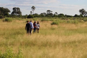 Tour safari classico Livingstone di 7 giorni: Khwai, Savuti e Chobe
