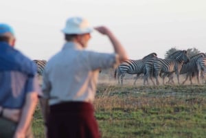Tour safari classico Livingstone di 7 giorni: Khwai, Savuti e Chobe