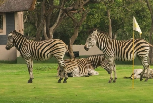 7 days in Harare, Zimbabwe: Wildlife Safari
