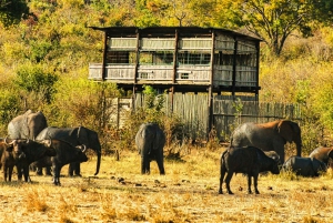 BBQ/Braii + Game Drive in Chamabondo National Park