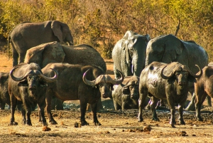 BBQ/Braii + Game Drive in Zambezi National Park