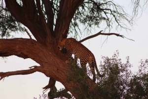 Botswana: 9-dagars safari i Chobe, deltat och Victoriafallen