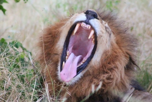 Botswana: 9-dagars safari i Chobe, deltat och Victoriafallen