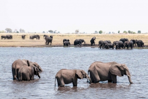 Chobe: 2-Day Mobile Camping Safari