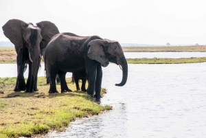 Chobe: 2-Day Mobile Camping Safari