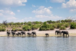 Chobe: 2-Day Mobile Camping Safari