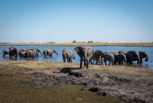 Chobe: 2-Day Mobile Camping Safari