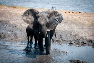 Chobe: 2-Day Mobile Camping Safari