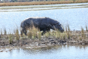 チョベ移動キャンプサファリ2日間