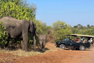 Safari di un giorno nel Chobe e safari in barca dalle Cascate Vittoria - 8 ore