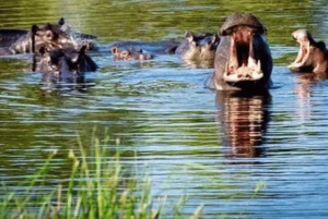Chobe-dagstur – Chobe nasjonalpark – med lunsj (buffé)