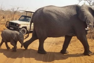 ジンバブエ、ビクトリアの滝発：チョベ日帰りツアー