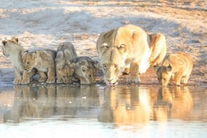 Chobe Day Trip - From Vic Falls