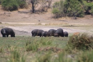 Chobe Extended Day Trip