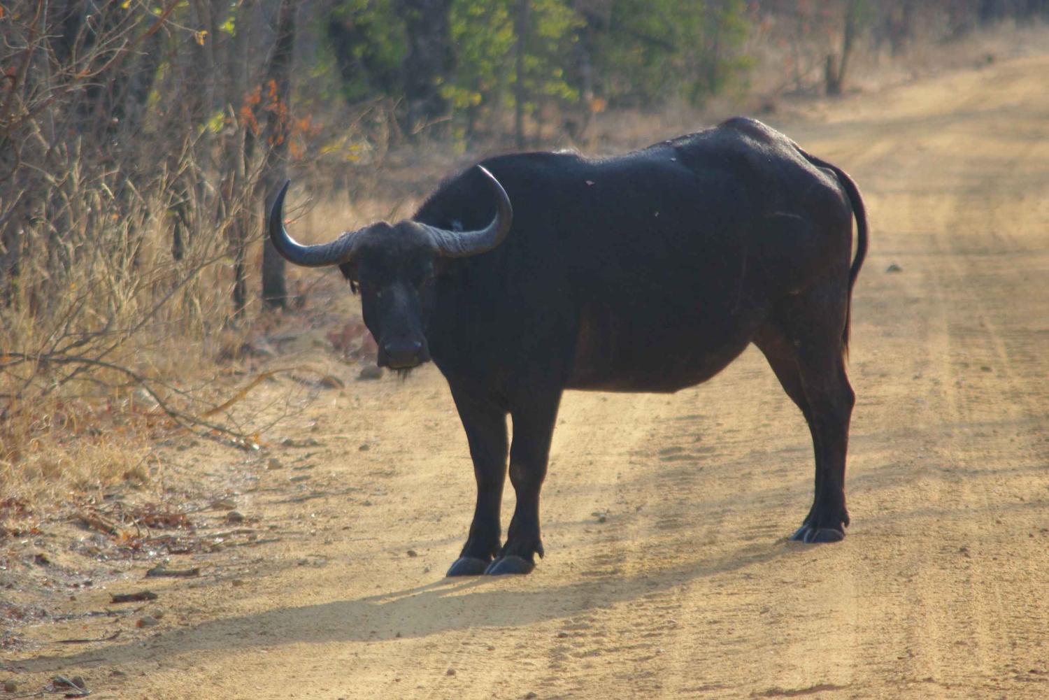 Safari de día completo en Chobe y crucero en barco