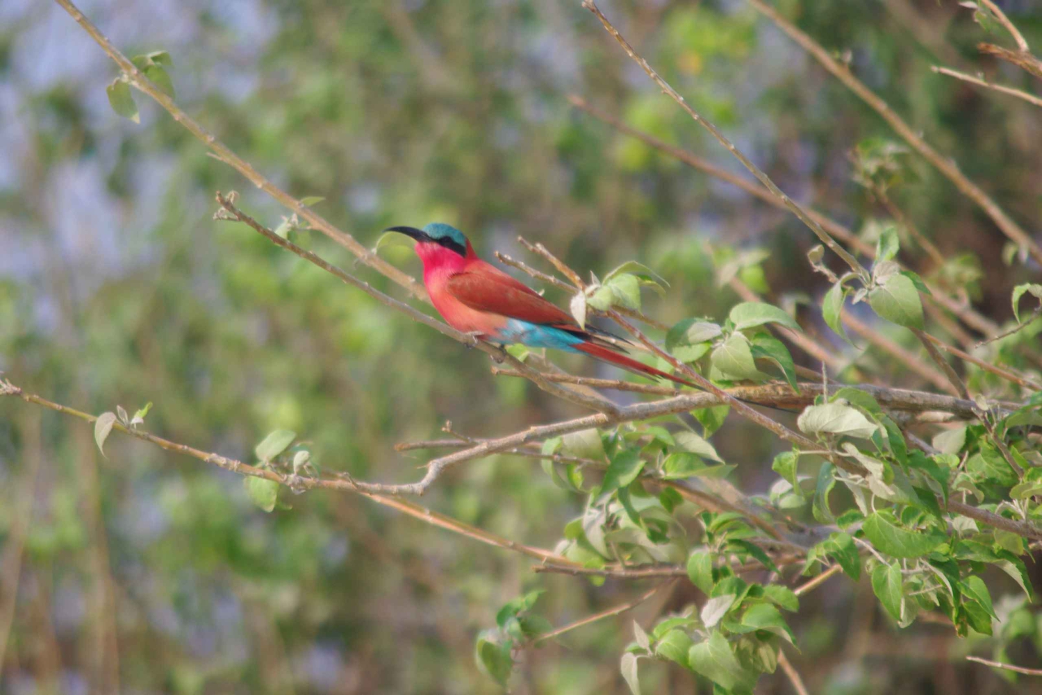 Safari de día completo en Chobe y crucero en barco