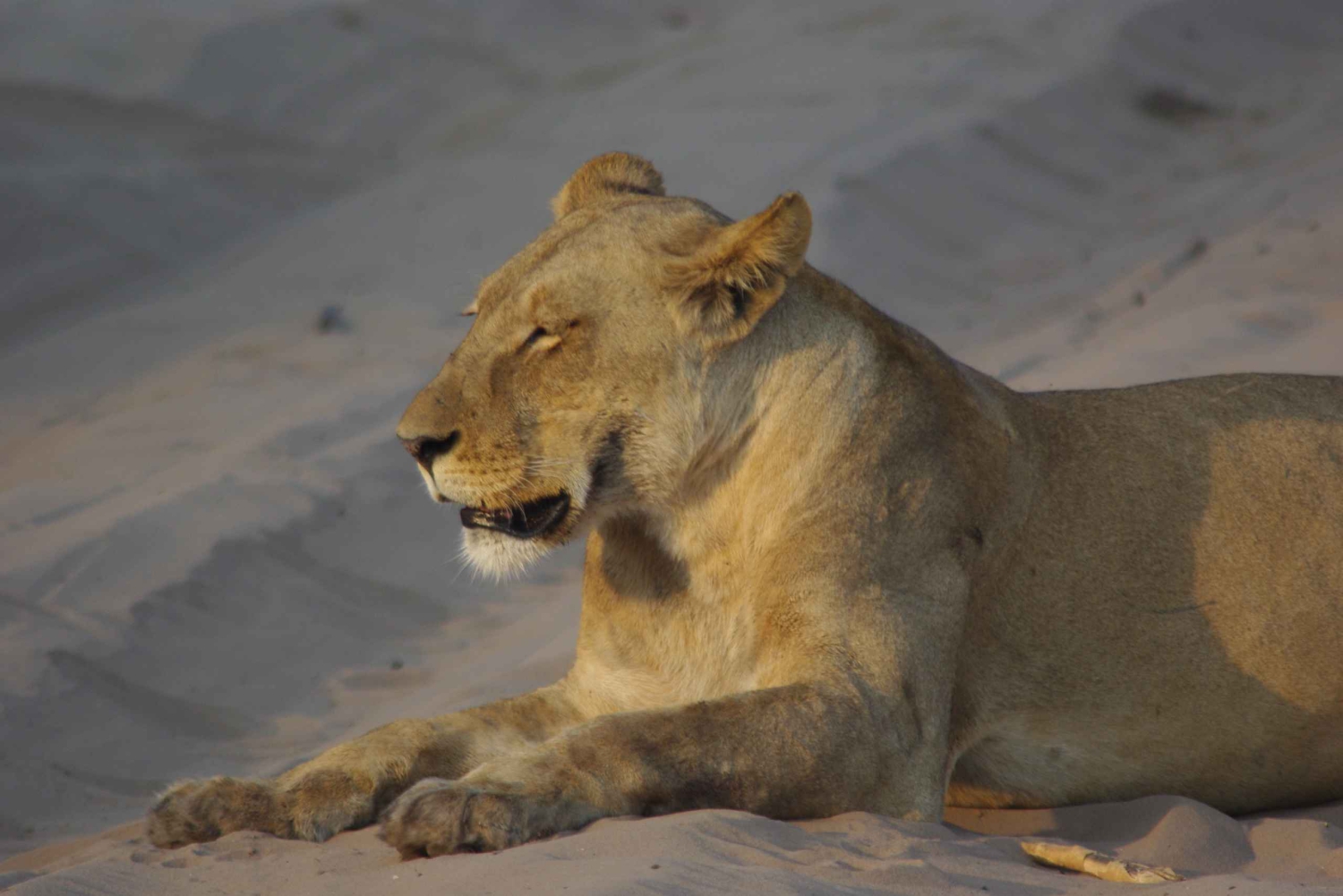 Safari de día completo en Chobe y crucero en barco