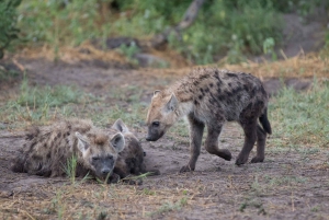 Chobe full day game drive and Safari boat cruise