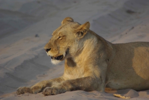 Safari de día completo en Chobe y crucero en barco